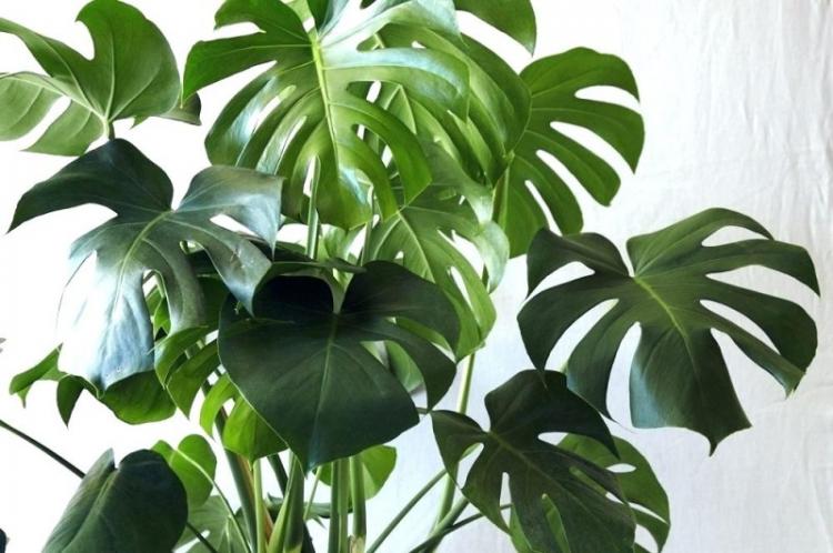 Освещение - Уход за монстерой