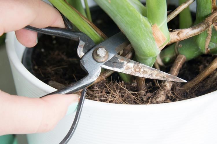 Обрезка - Уход за монстерой