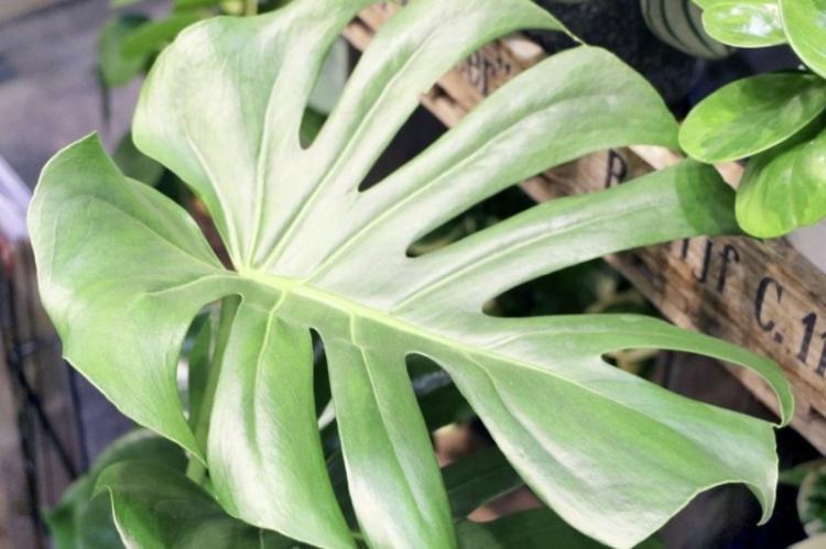 Монстера - фото