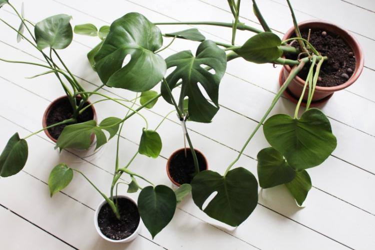 Монстера - фото