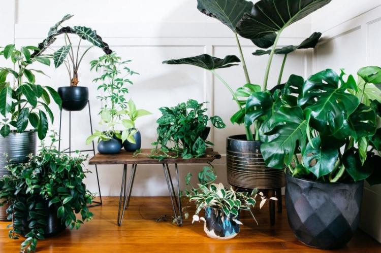 Монстера - фото