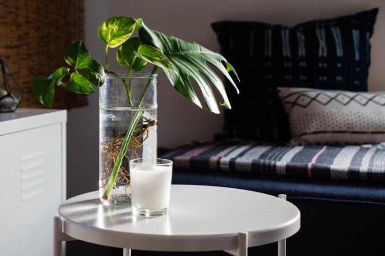 Монстера - фото