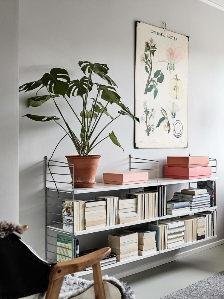 Монстера - фото