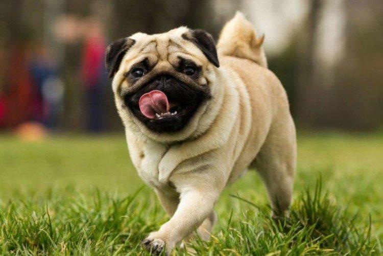 История происхождения - Мопс