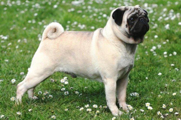 Стандарт породы - Мопс