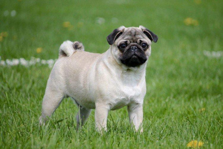 Отношение к хозяину - Характер мопса