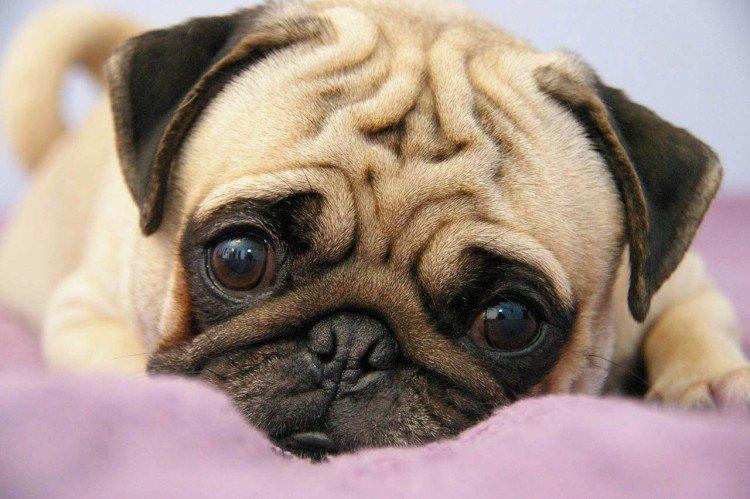 Условия содержания - Уход за мопсом