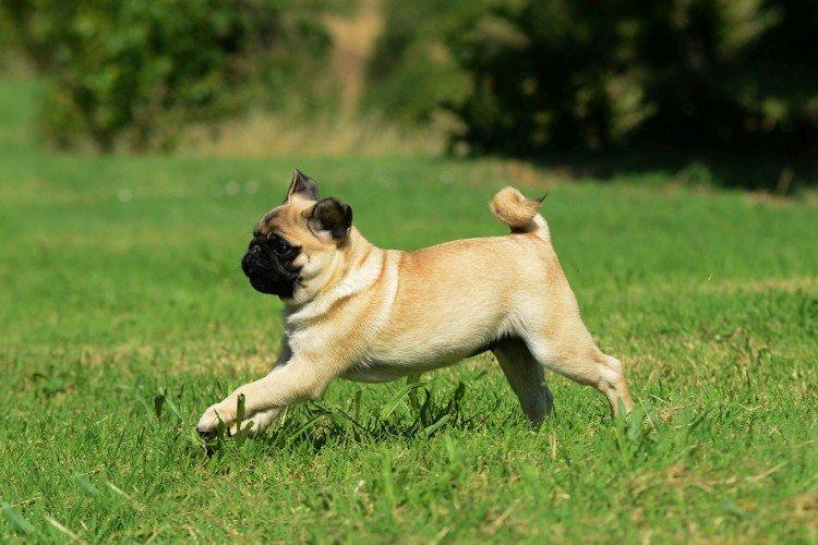 Прогулки - Уход за мопсом