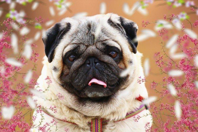 Чем кормить мопса