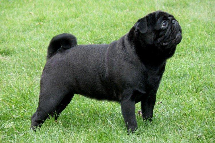 Мопсы - фото