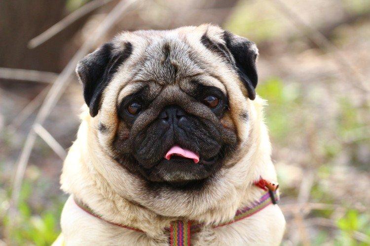 Мопсы - фото