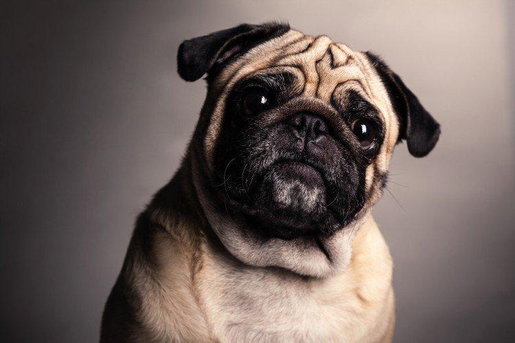 Мопсы - фото