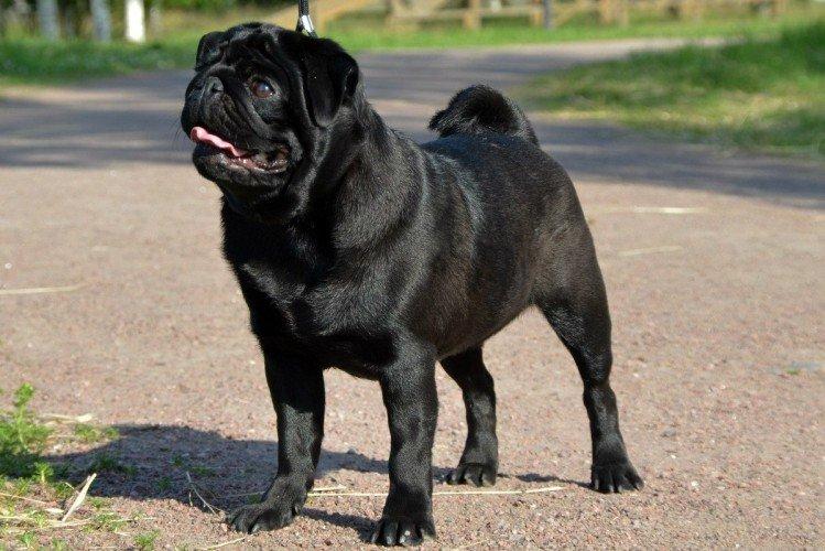 Мопсы - фото