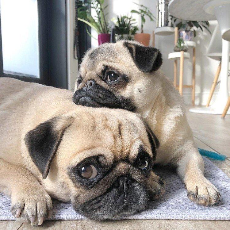 Мопсы - фото