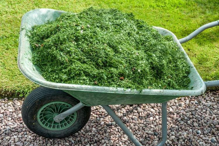 Сидераты - Народные средства от мучнистой росы на крыжовнике