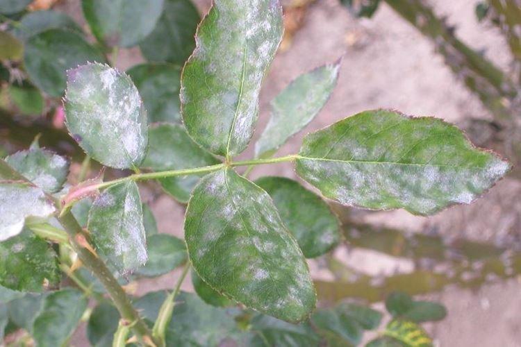 Причины появления - Мучнистая роса на розах