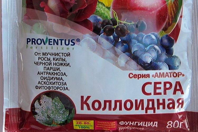 Коллоидная сера - Обработка розы от мучнистой росы