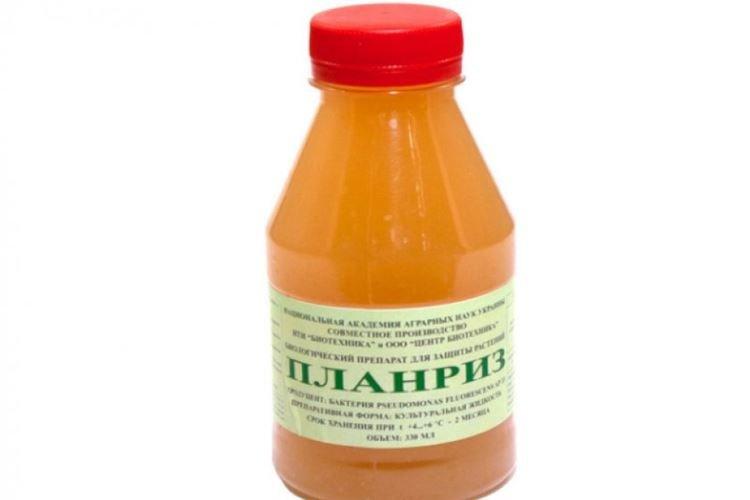 Планриз - Обработка розы от мучнистой росы