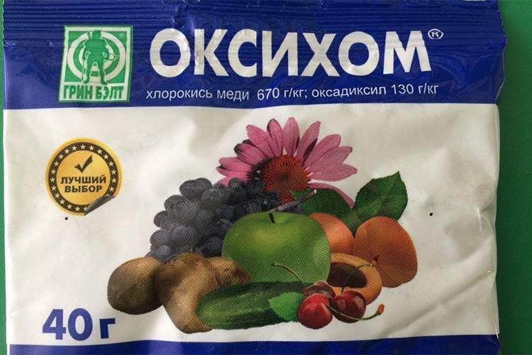 Оксихом - Обработка розы от мучнистой росы