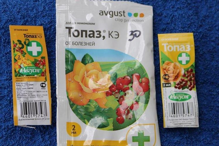 Топаз - Обработка розы от мучнистой росы