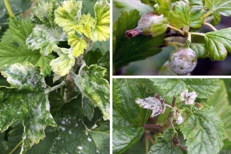 Как распознать болезнь - Мучнистая роса на смородине