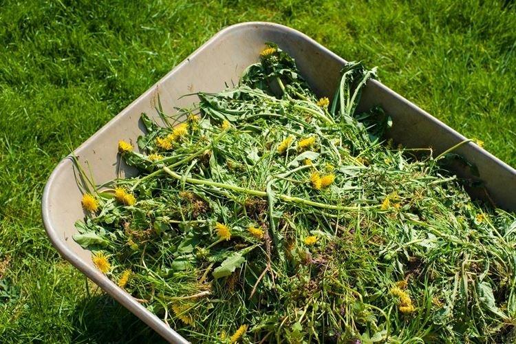 Сидераты - Народные средства от мучнистой росы на смородине