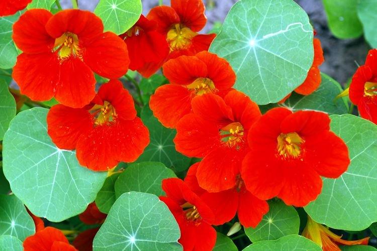 Общая информация - Настурция