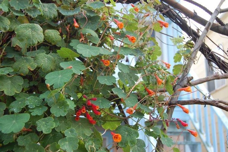 Настурция клубненосная