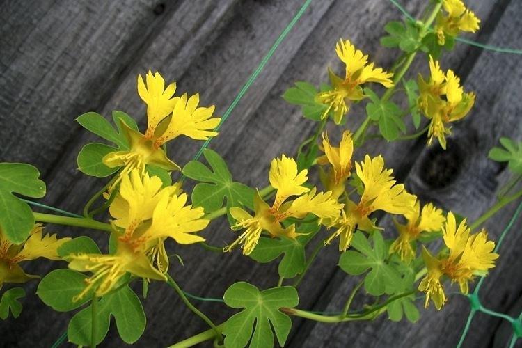 Настурция иноземная