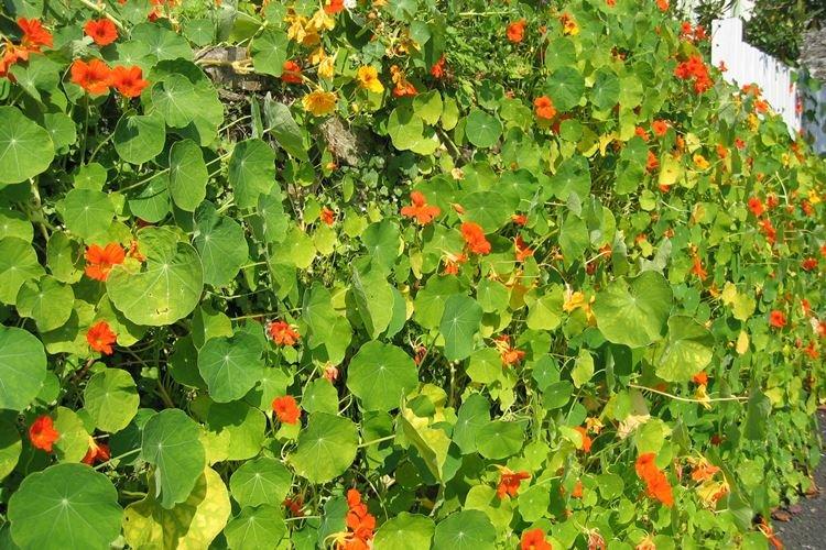 Настурция вьющаяся
