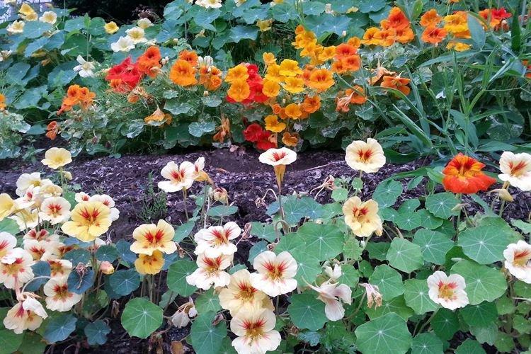 Почва - Уход за настурцией