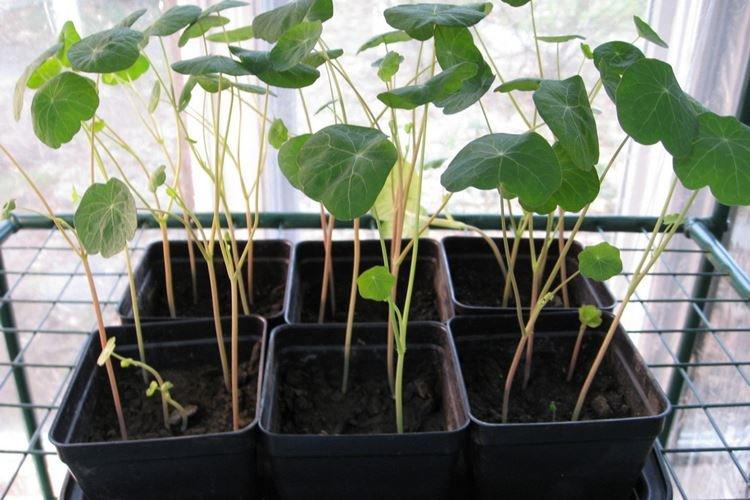 Пересадка и размножение - Уход за настурцией