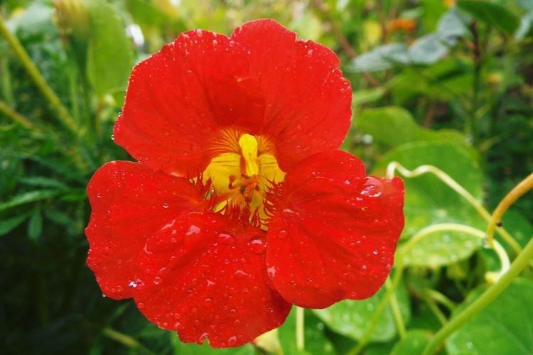 Настурции - фото