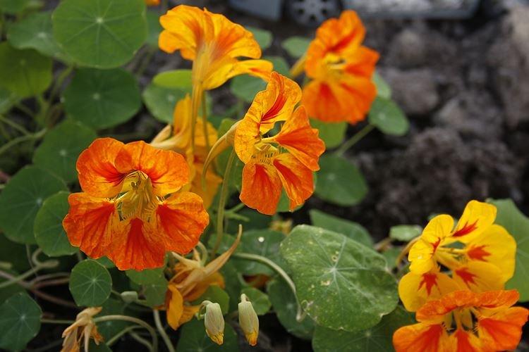 Настурции - фото
