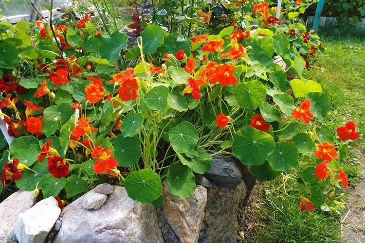 Настурции - фото
