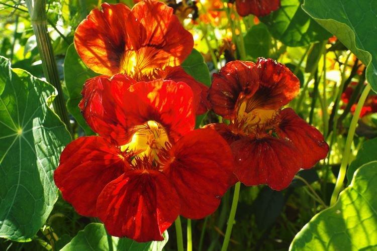 Настурции - фото