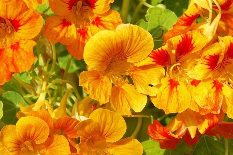 Настурции - фото