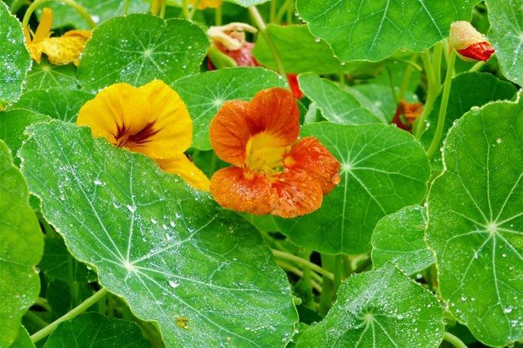 Настурции - фото