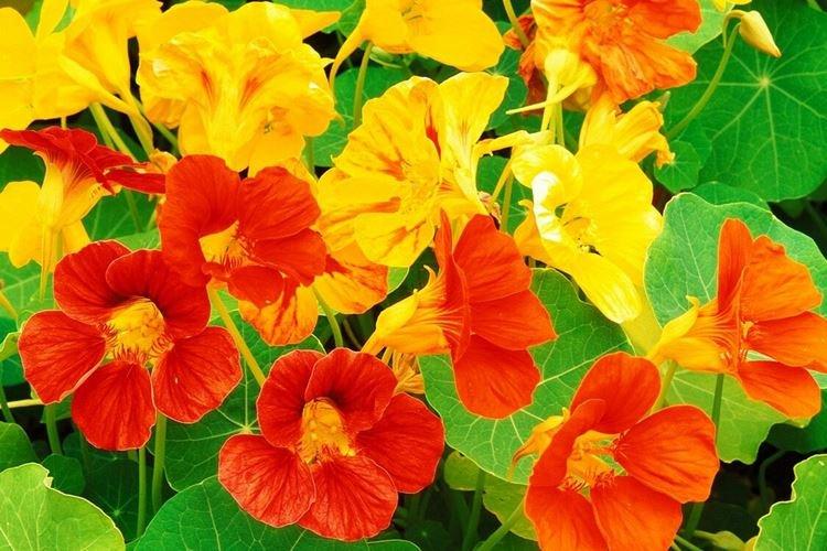 Настурции - фото