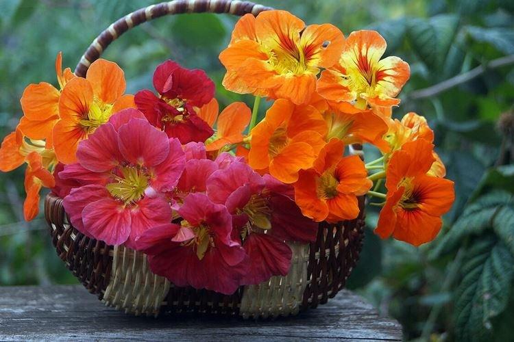 Настурции - фото