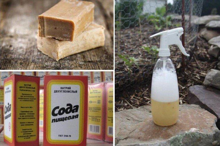 Обработка смородины мыльным раствором от мучнистой росы