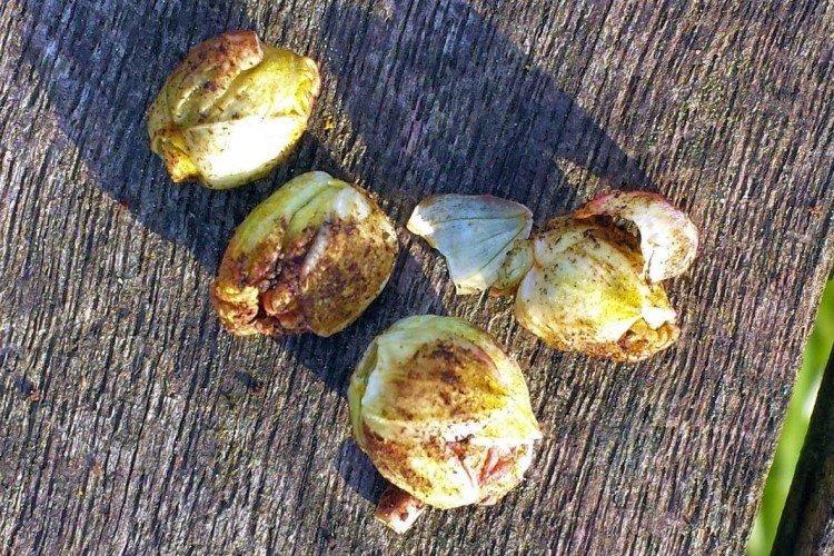 Распространенные вредители смородины - чем обработать