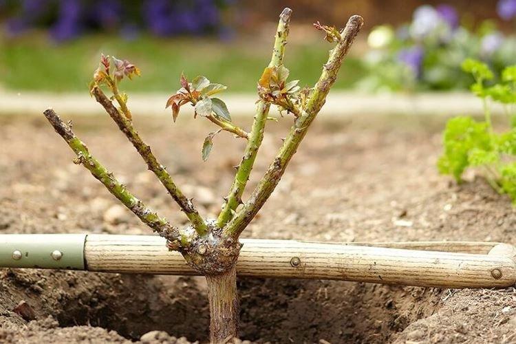 Омолаживающая обрезка роз