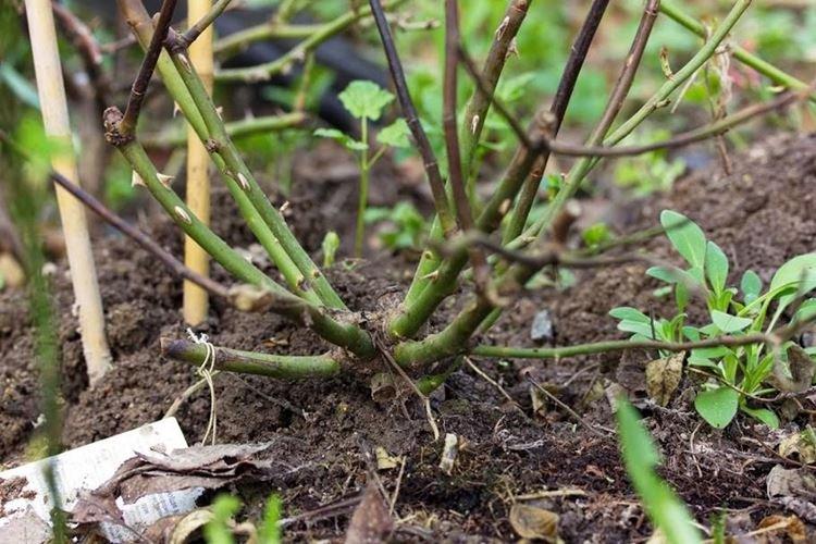 Как ухаживать за розами после обрезки