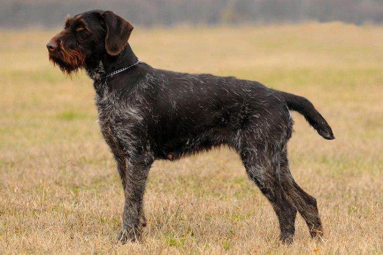 Дратхаар - охотничьи породы собак