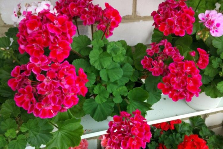 Использование пеларгонии (герани)