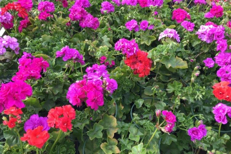 Плющелистые пеларгонии - Виды пеларгонии (герани)