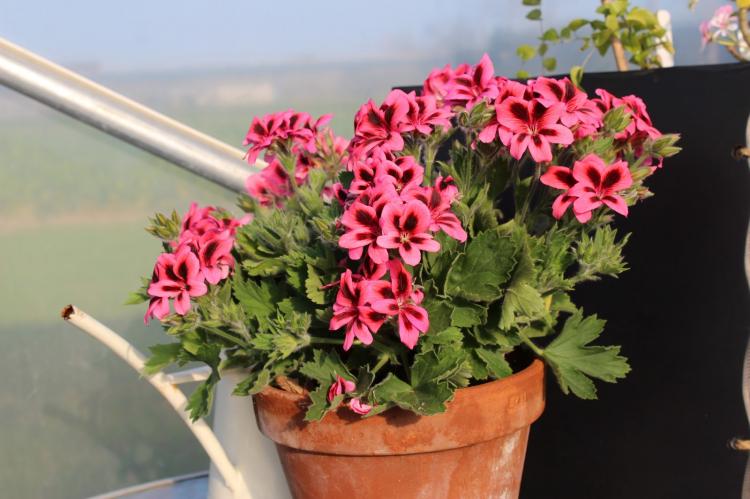 Уникумы - Виды пеларгонии (герани)