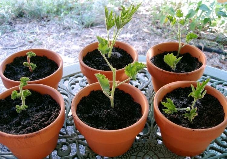 Температура - Уход за пеларгонией (геранью)