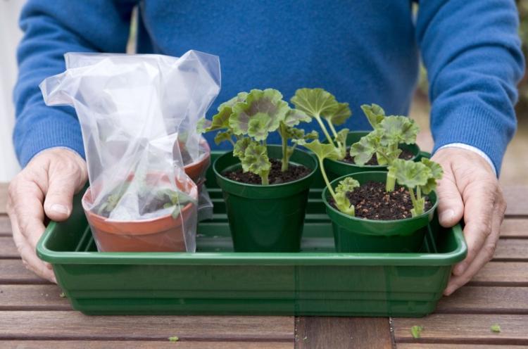 Зимовка - Уход за пеларгонией (геранью)